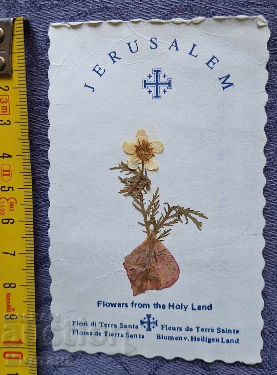 Картичка от Божи гроб с хербаризирано цвете - 6 Картичка от Божи гроб с хербаризирано цвете - 6