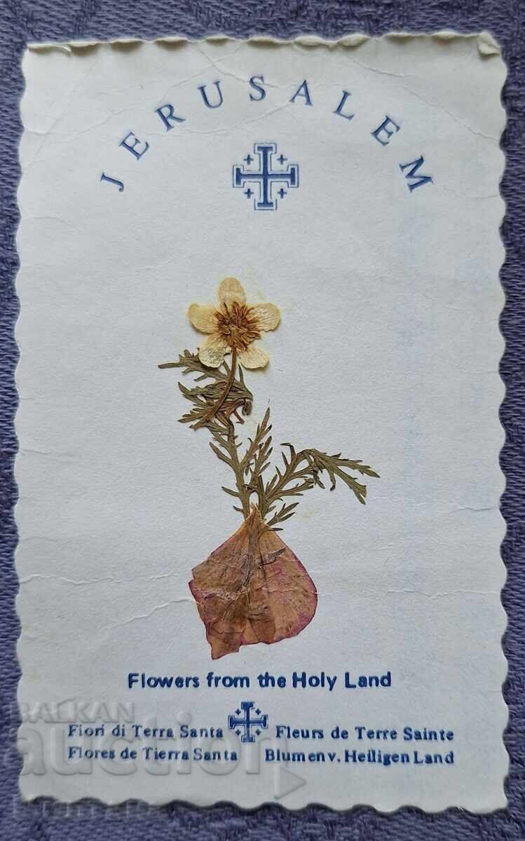 Картичка от Божи гроб с хербаризирано цвете Картичка от Божи гроб с хербаризирано цвете