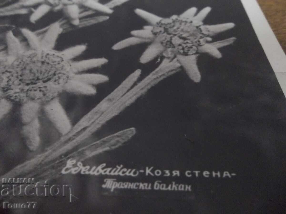 Κάρτα με τιμή 1.00 BGN | € 0.51 Κάρτα με τιμή 1.00 BGN | € 0.51