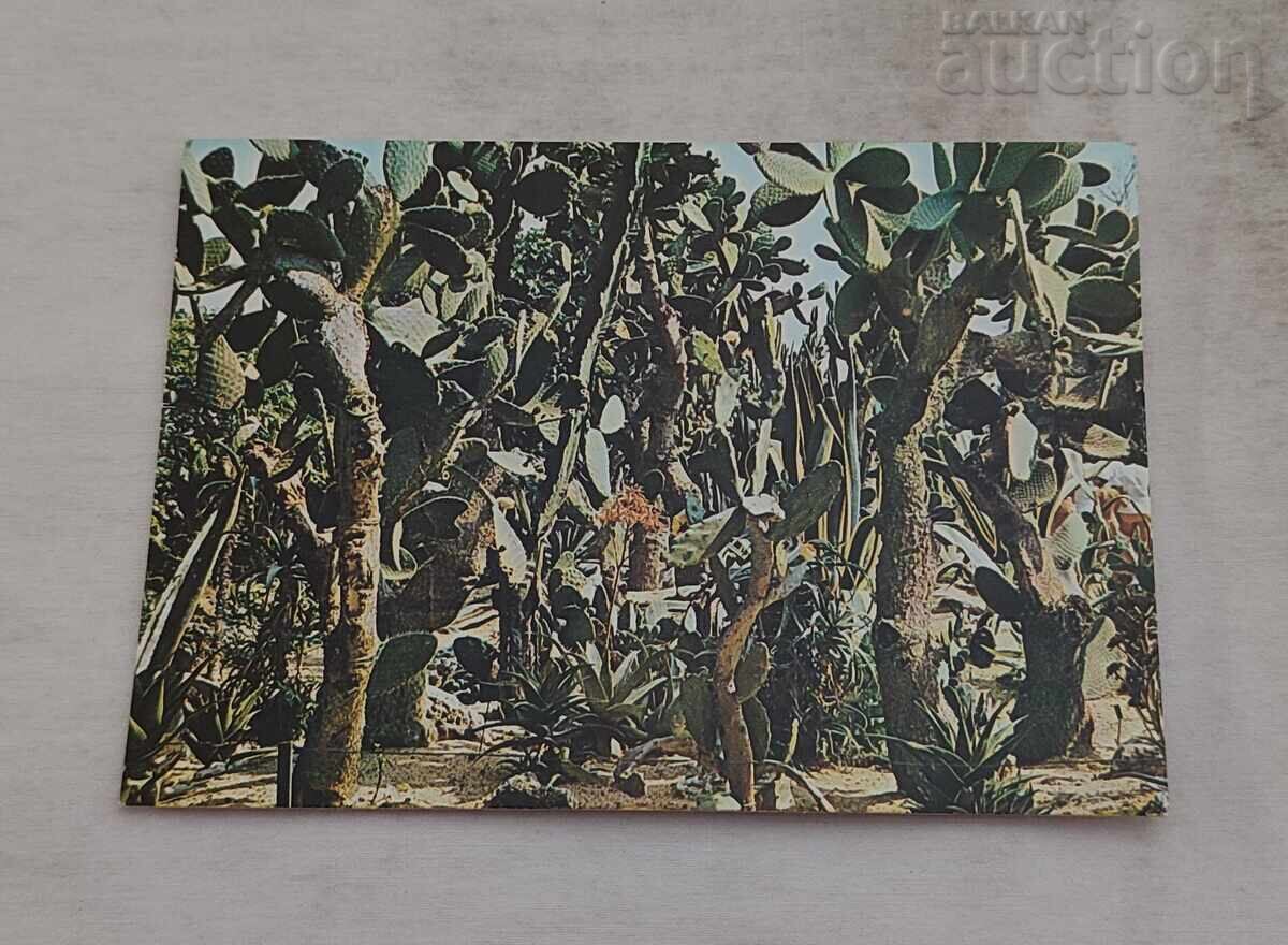 ΜΠΑΛΤΣΙΚ ΚΑΚΤΟΙ ΒΟΤΑΝΙΚΟΣ ΚΗΠΟΣ Π.Κ. 1980 μ.Χ