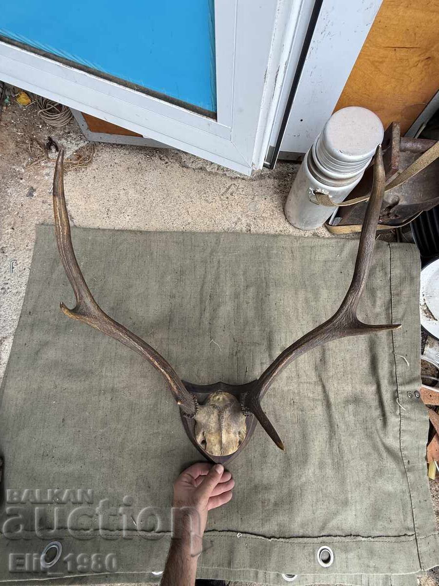 Trophy from a Deer with price 170.00 BGN | € 86.92