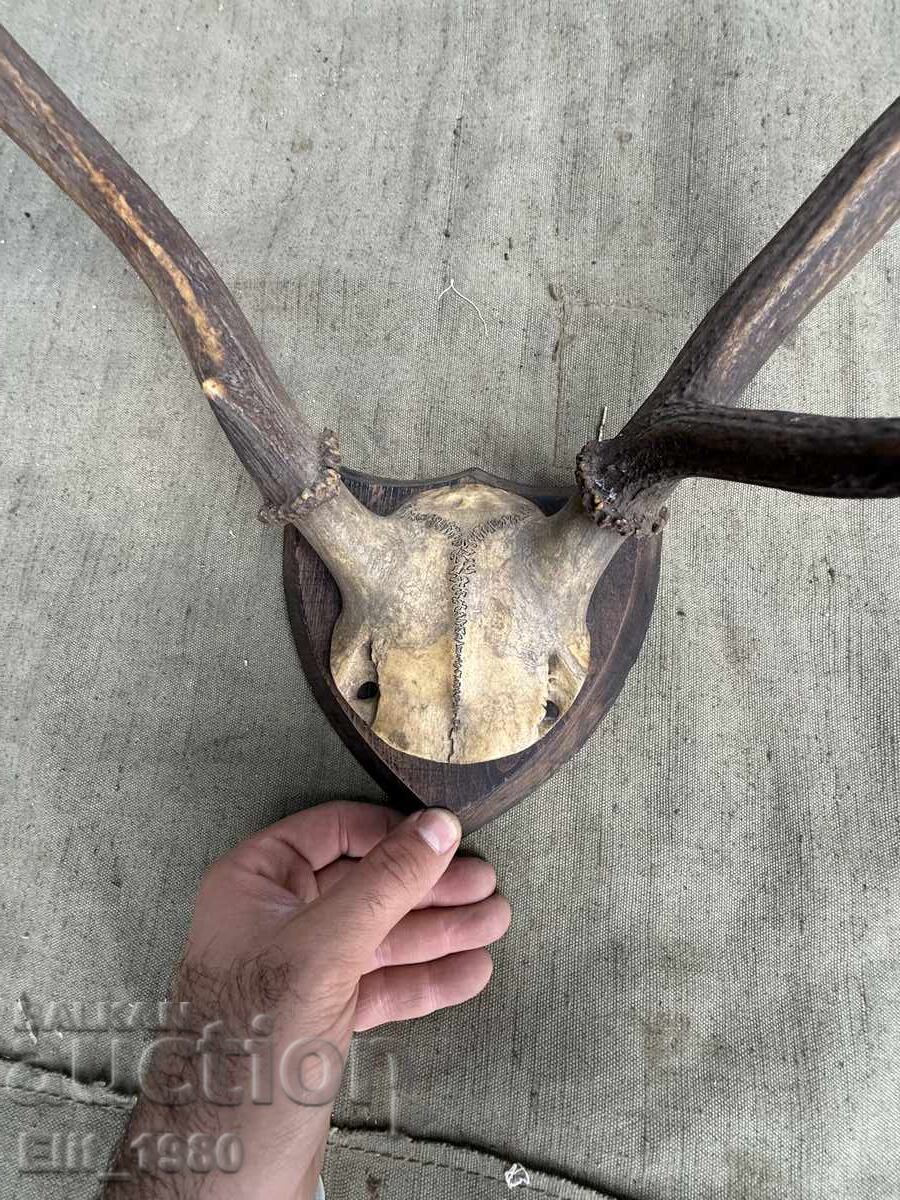 Auction  Trophy from a Deer