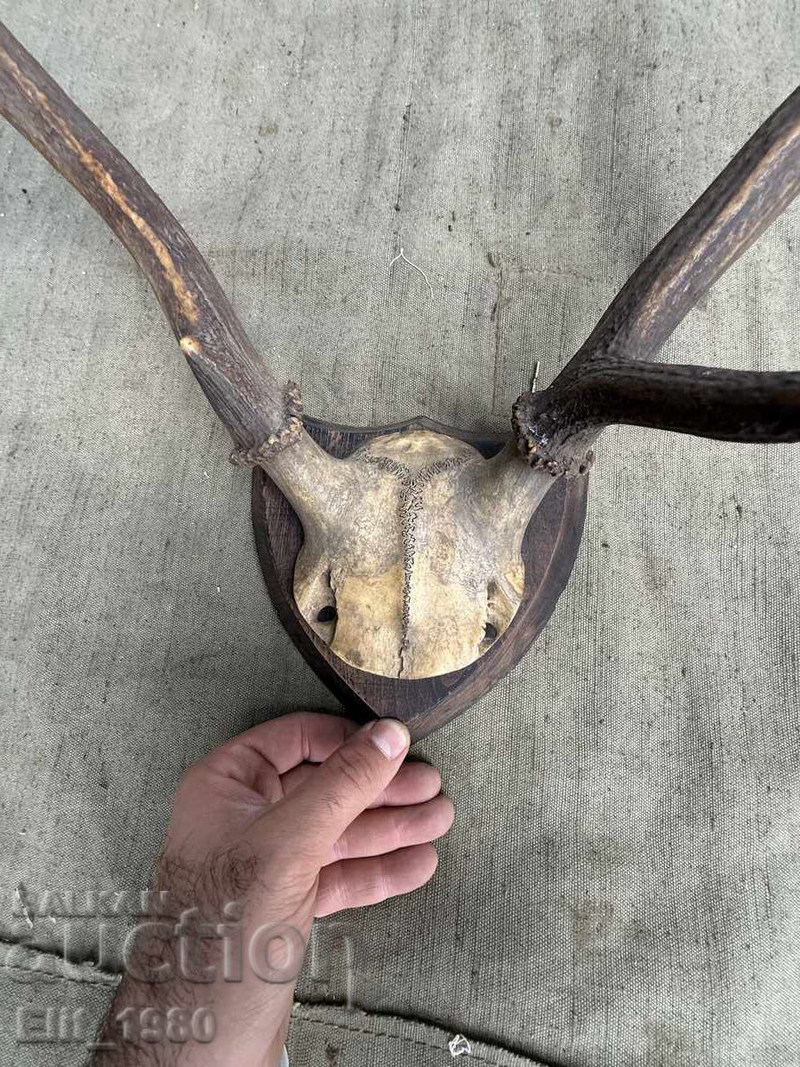 Auction  Trophy from a Deer