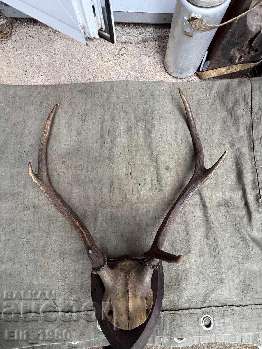 Delivery of Trophy from a Deer