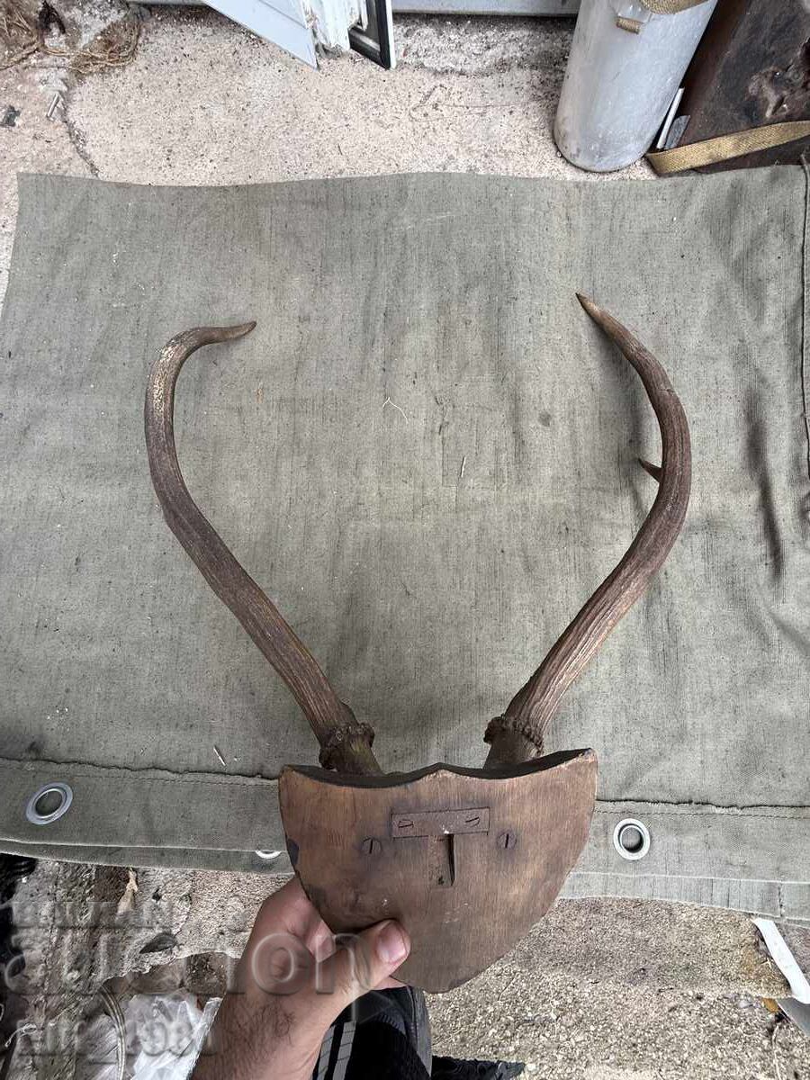 Trophy from a Deer - 6