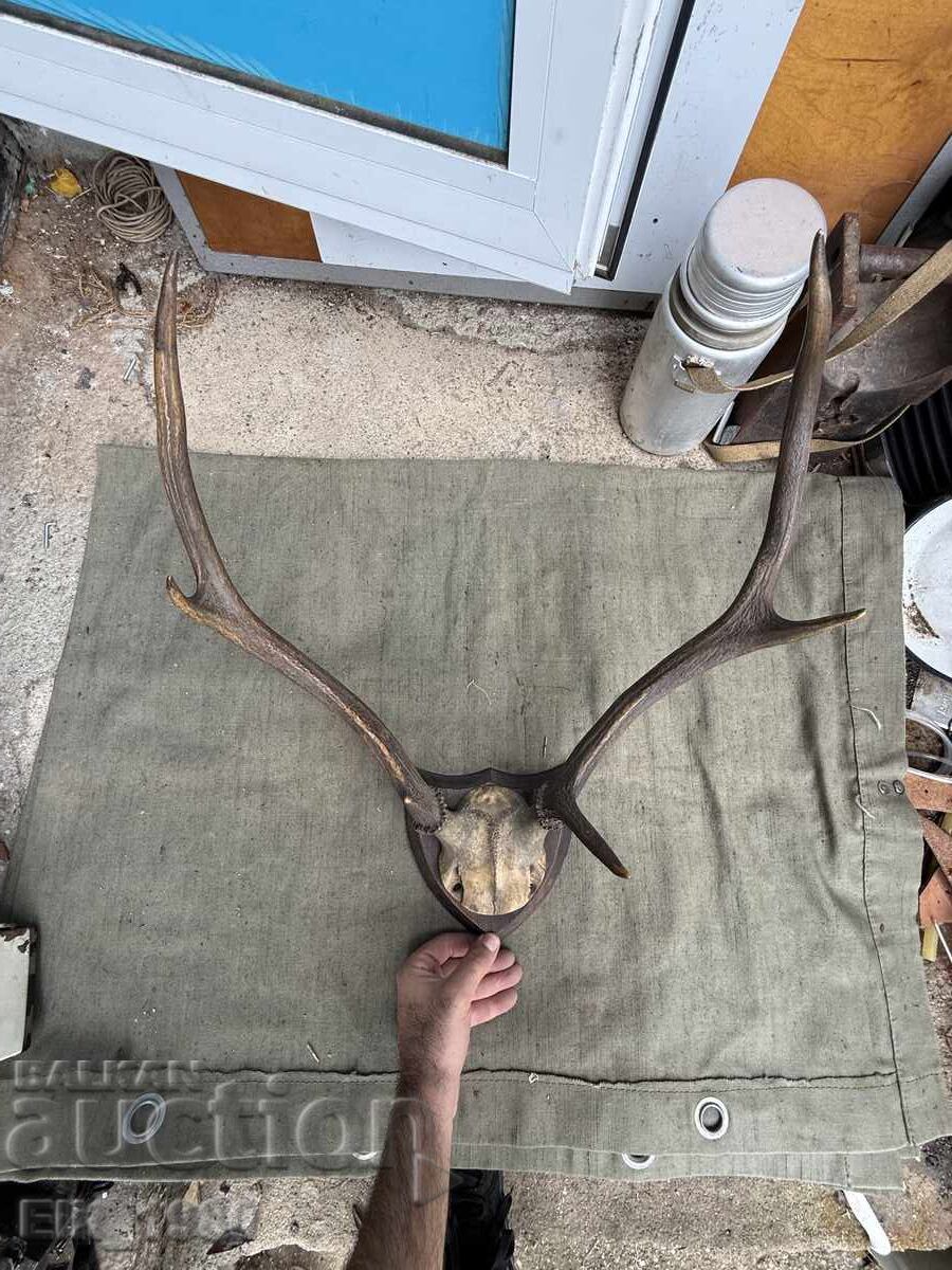 Trophy from a Deer