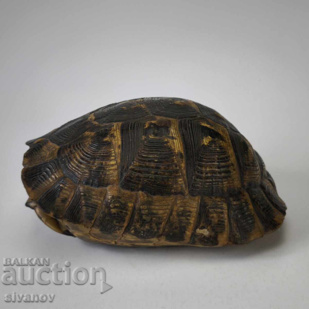 Παλιό μεγάλο καβούκι χελώνας κοχύλι 23εκ #6208 με τιμή 39.99 BGN | € 20.45
