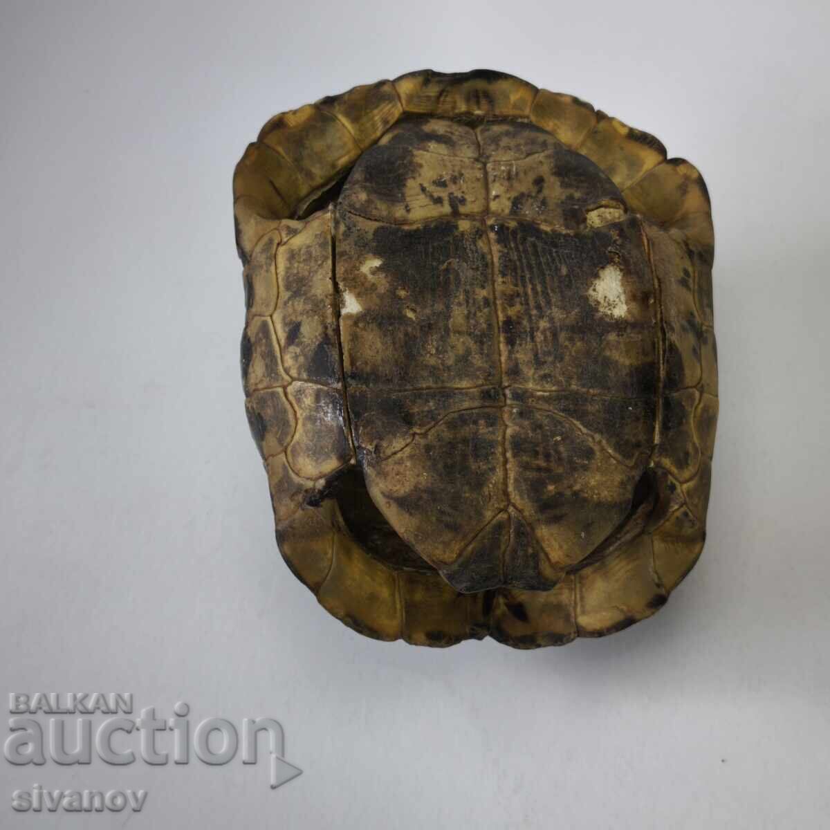 Δημοπρασία Παλιό μεγάλο καβούκι χελώνας κοχύλι 23εκ #6208