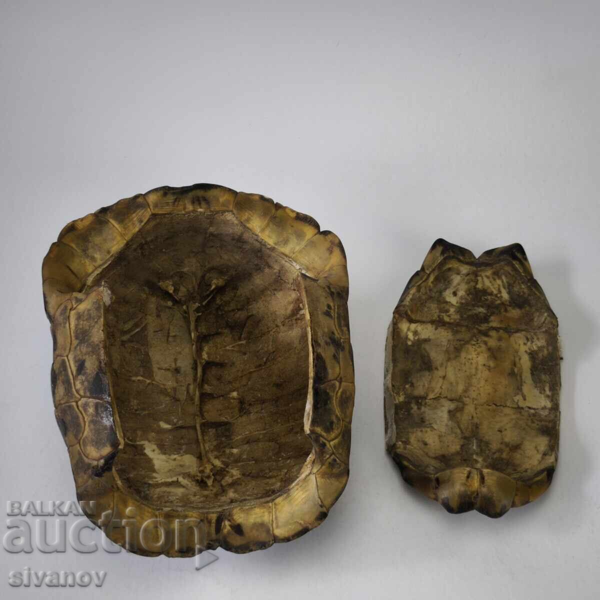 Παράδοση Παλιό μεγάλο καβούκι χελώνας κοχύλι 23εκ #6208