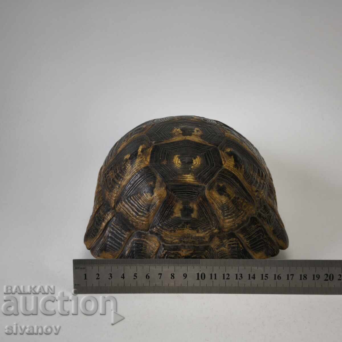 Παλιό μεγάλο καβούκι χελώνας κοχύλι 23εκ #6208 - 6