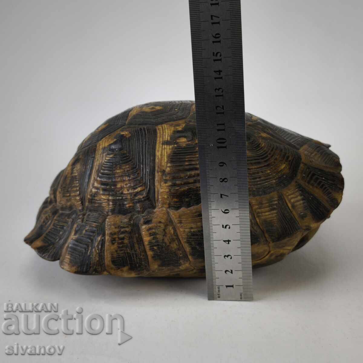 Παλιό μεγάλο καβούκι χελώνας κοχύλι 23εκ #6208 - 7