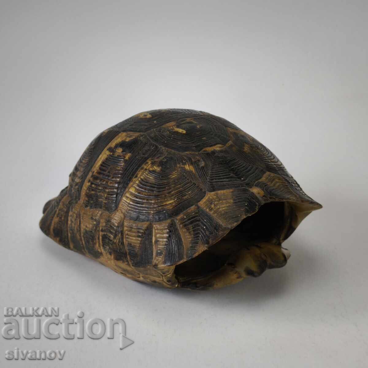 Παλιό μεγάλο καβούκι χελώνας κοχύλι 23εκ #6208