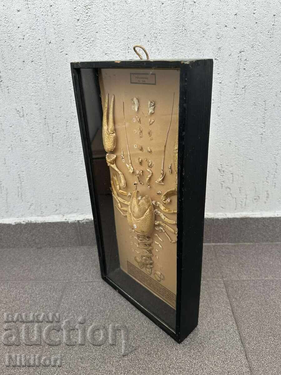 Social Educational Model of Cancer Dissected Uchtechprom with price 165.00 BGN | € 84.36