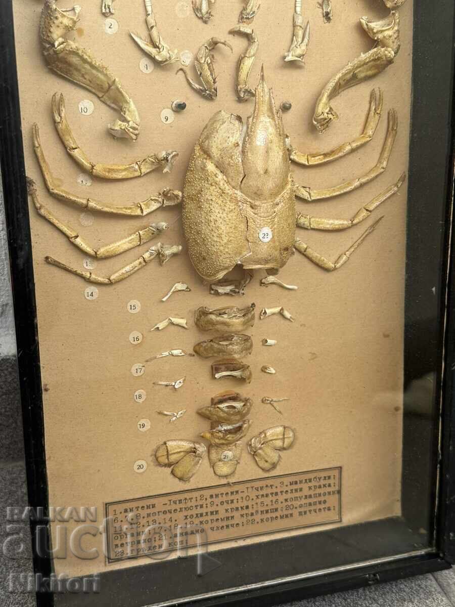 Social Educational Model of Cancer Dissected Uchtechprom - 5