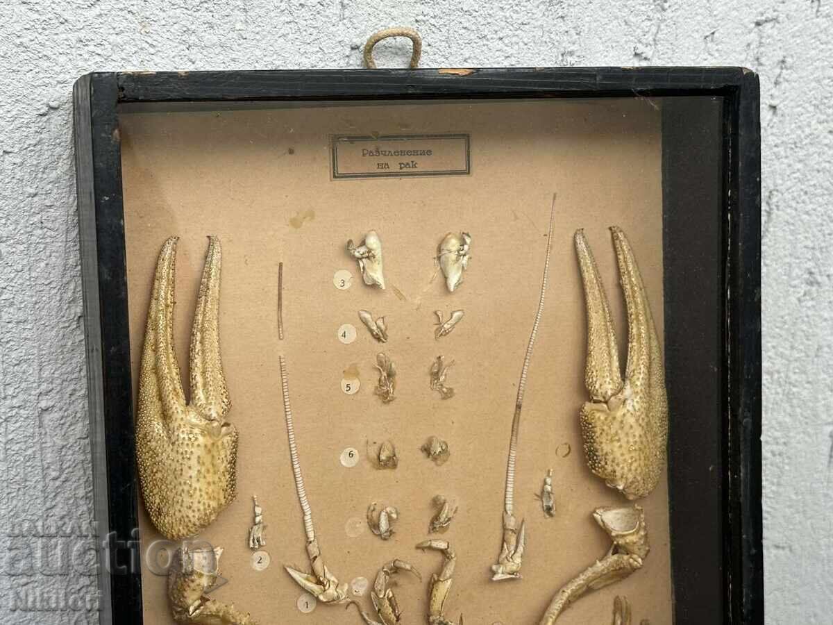 Social Educational Model of Cancer Dissected Uchtechprom - 6