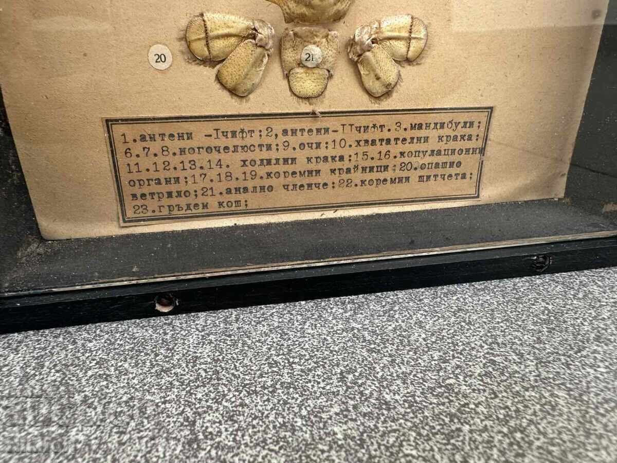 Social Educational Model of Cancer Dissected Uchtechprom - 7