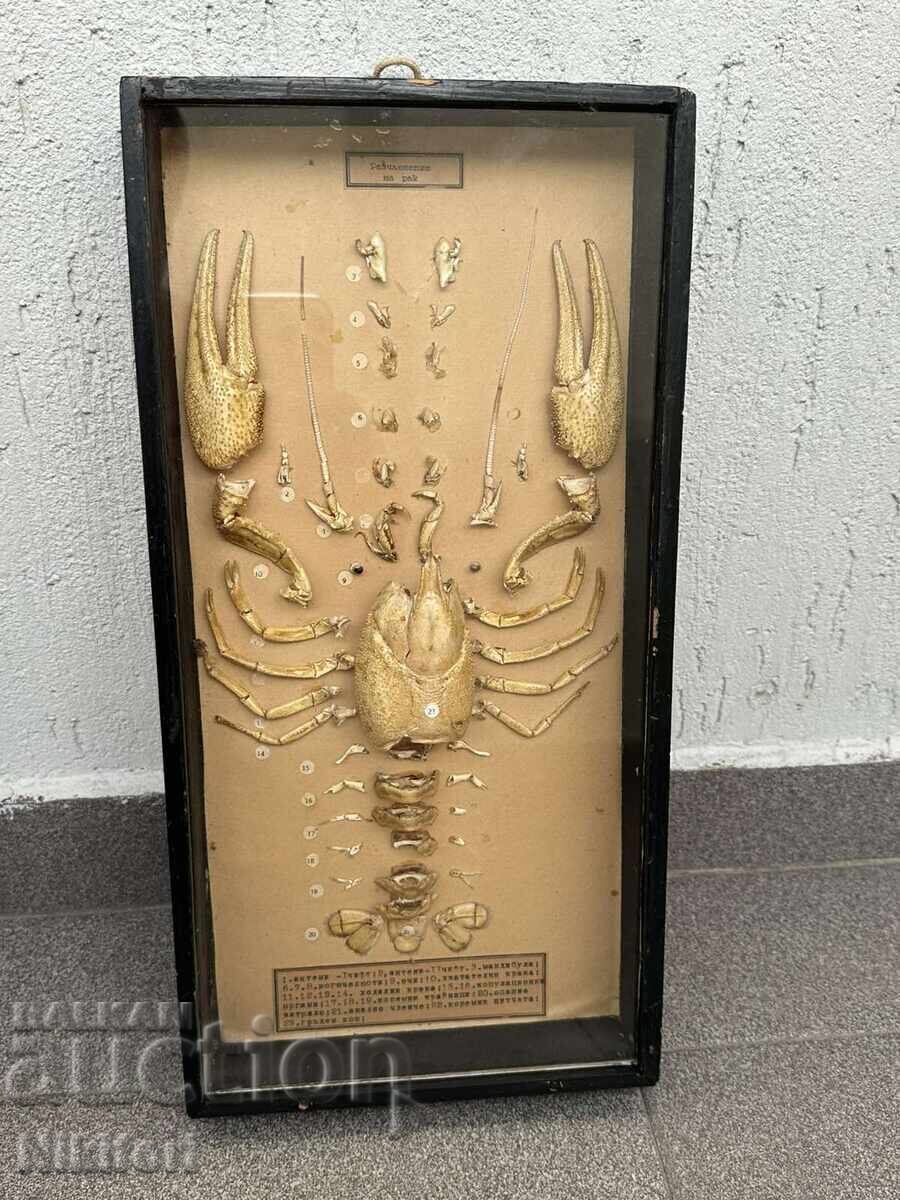 Social Educational Model of Cancer Dissected Uchtechprom