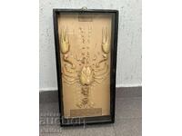 Sotsialen Ucheben Model του Καρκίνου Διαμελισμένος Uchtekhprom