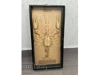 Соц Учебен Модел на Рак Разчленен Учтехпром