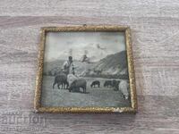 Photo of a Bulgarian Shepherd