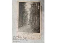 Παλιά καρτ ποστάλ "Σοσέ το Τσαμ Κόρια"