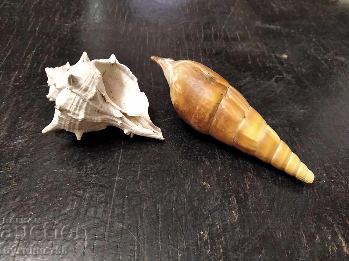Exotic Whelk and Shell with price 5.00 BGN | € 2.56 Exotic Whelk and Shell with price 5.00 BGN | € 2.56