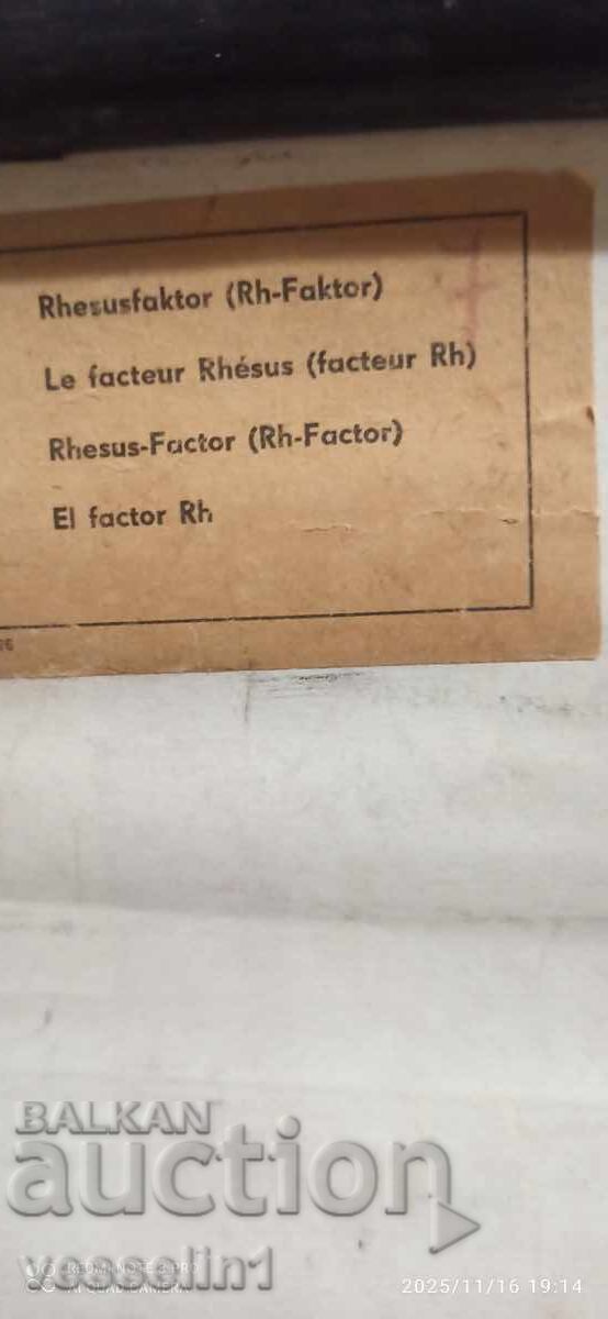 Old educational board from the Deutsches Hygiene-Museum, Rhesus factor with price 48.00 BGN | € 24.54 Old educational board from the Deutsches Hygiene-Museum, Rhesus factor with price 48.00 BGN | € 24.54
