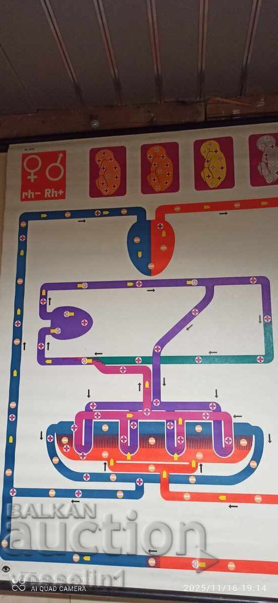 Old educational board from the Deutsches Hygiene-Museum, Rhesus factor
