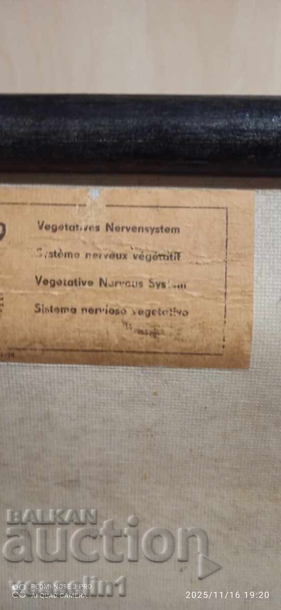 Auction  Old educational chart from the Deutsches Hygiene Museum: Nervous system