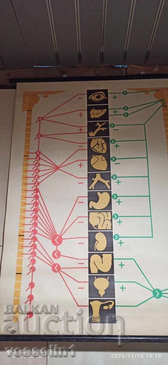 Old educational chart from the Deutsches Hygiene Museum: Nervous system