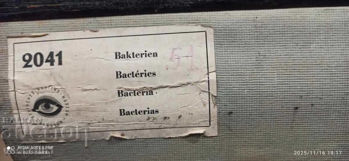 Auction  Old educational poster from the German Hygiene Museum - Bacteria