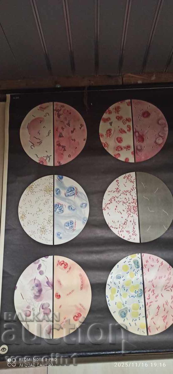 Old educational poster from the German Hygiene Museum - Bacteria