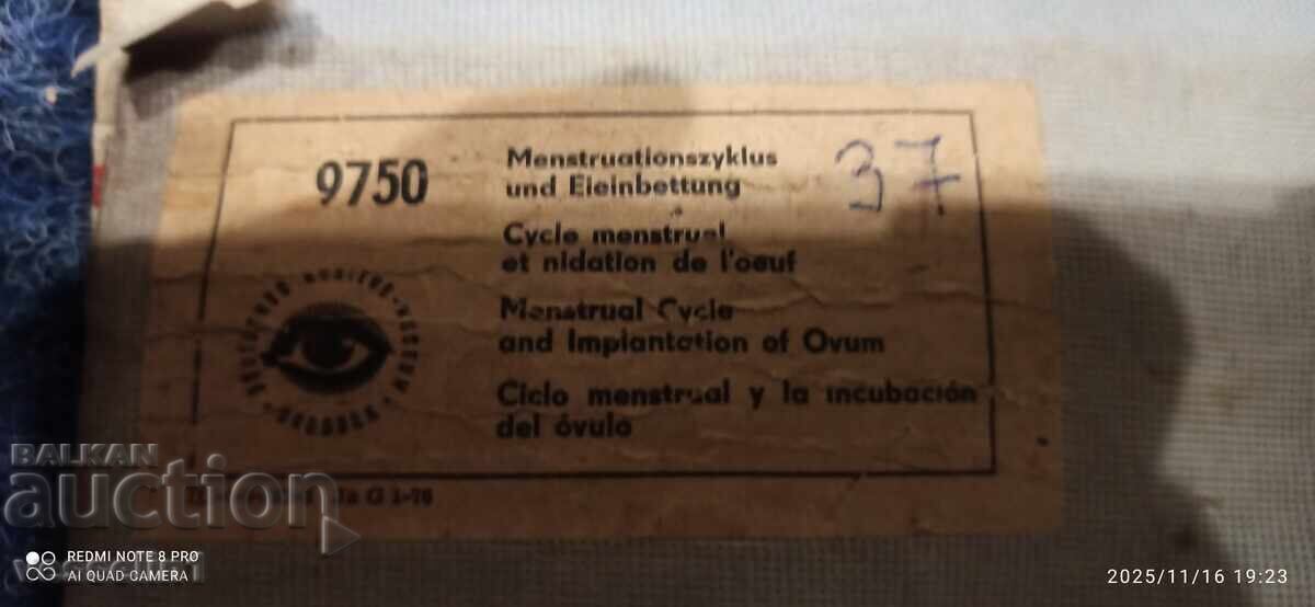Licitație Vechi panou educațional de la Deutsches Hygiene-Museum menstruație