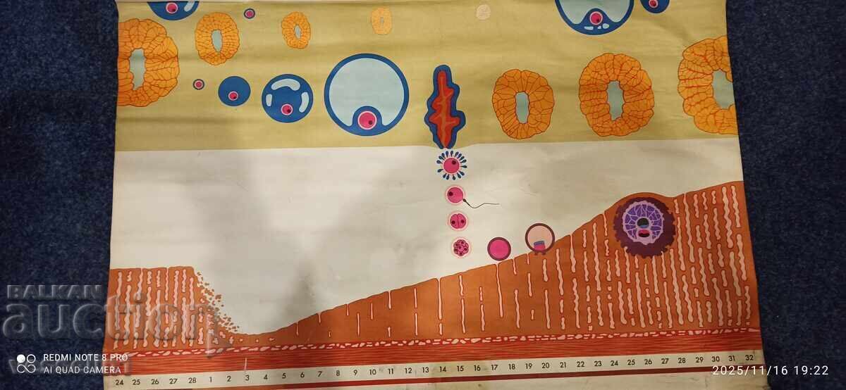 Παλιό εκπαιδευτικό ταμπλό από το Deutsches Hygiene-Museum εμμηνόρροια Παλιό εκπαιδευτικό ταμπλό από το Deutsches Hygiene-Museum εμμηνόρροια