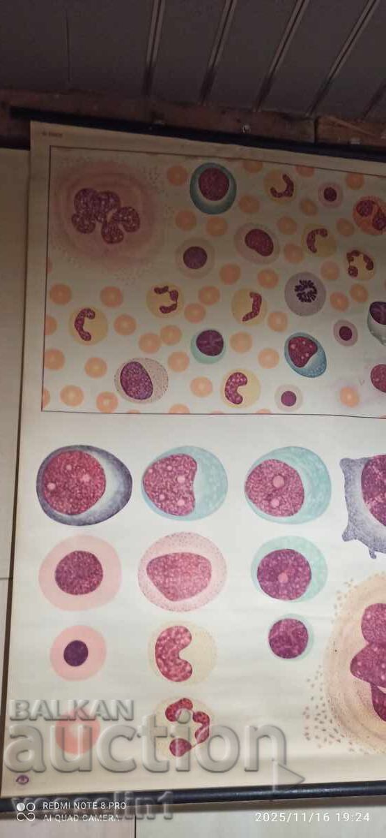 Old educational chart from the Deutsches Hygiene Museum - blood cells
