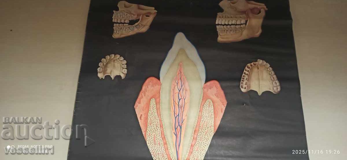 Старо учебно табло от Deutsches higiene-museum здравите зъби с цена € 45.00 | 88.01 лв.