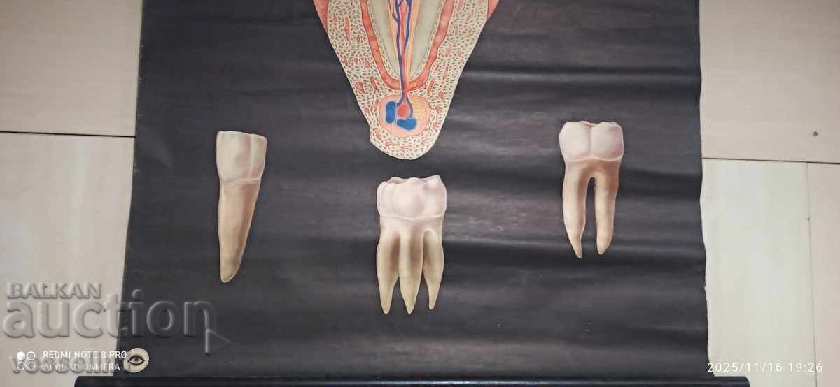 Аукцион Старо учебно табло от Deutsches higiene-museum здравите зъби