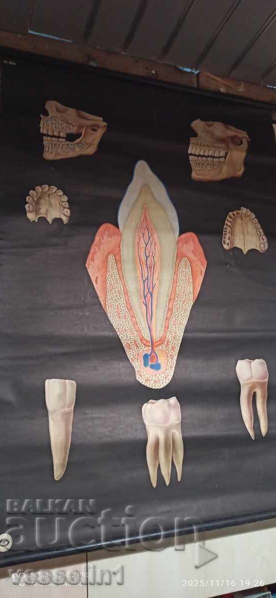 Старо учебно табло от Deutsches higiene-museum здравите зъби