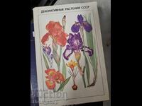 Διακοσμητικά φυτά ΕΣΣΔ