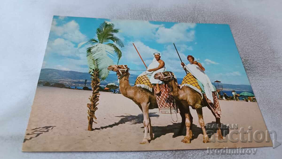 Cartolină Poștală Sunny Beach Două Cămile pe Plajă