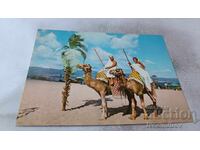 Cartolină Poștală Sunny Beach Două Cămile pe Plajă