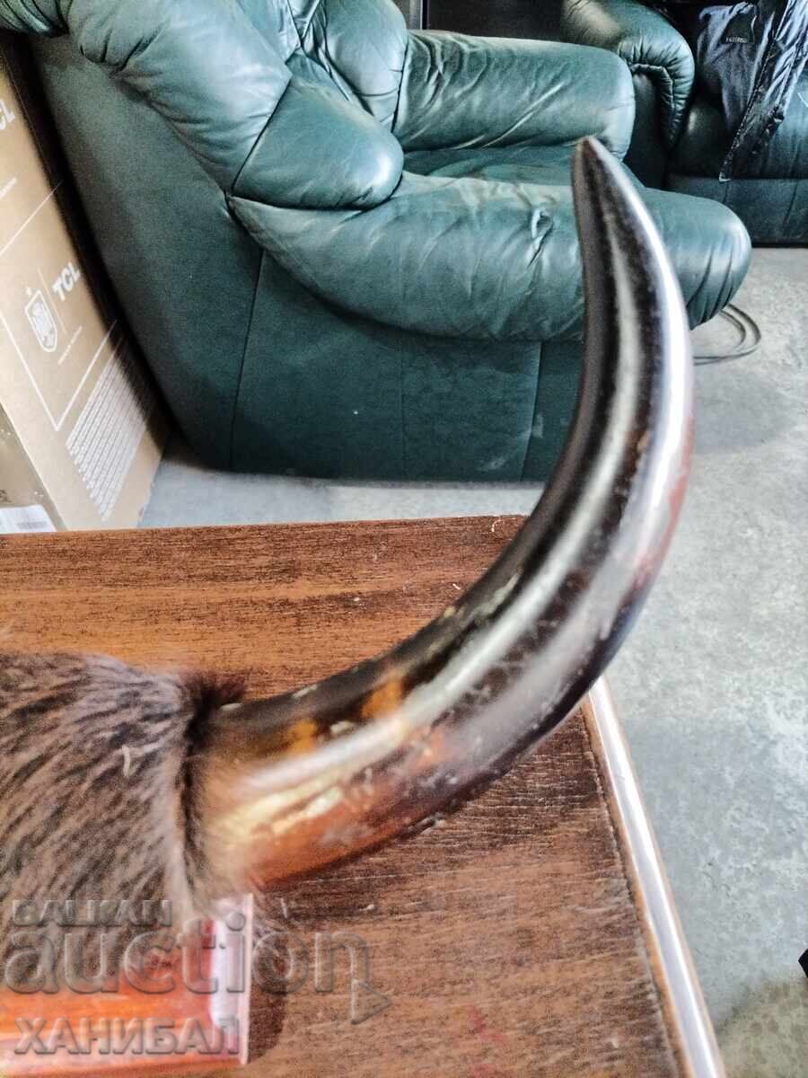 HUNTING TROPHY with price € 51.13 | 100.00 BGN HUNTING TROPHY with price € 51.13 | 100.00 BGN