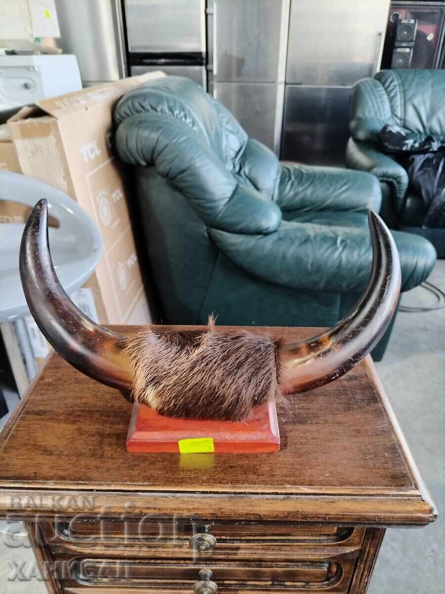 Auction  HUNTING TROPHY