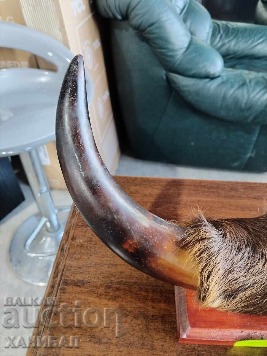 Delivery of HUNTING TROPHY Delivery of HUNTING TROPHY