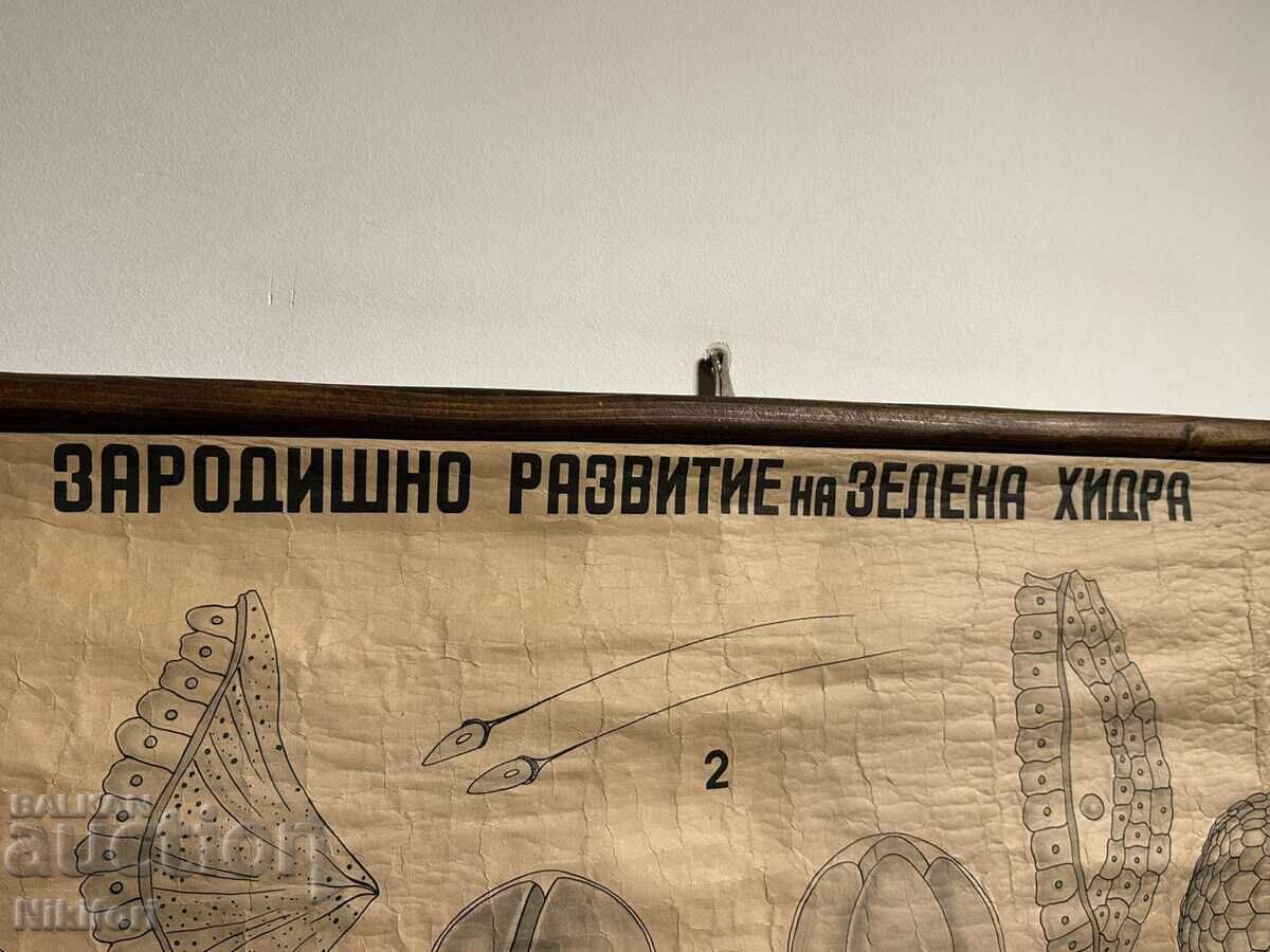 Afis didactic social Tablou Verde Hydra 1949 cu preț 70.00 BGN | € 35.79