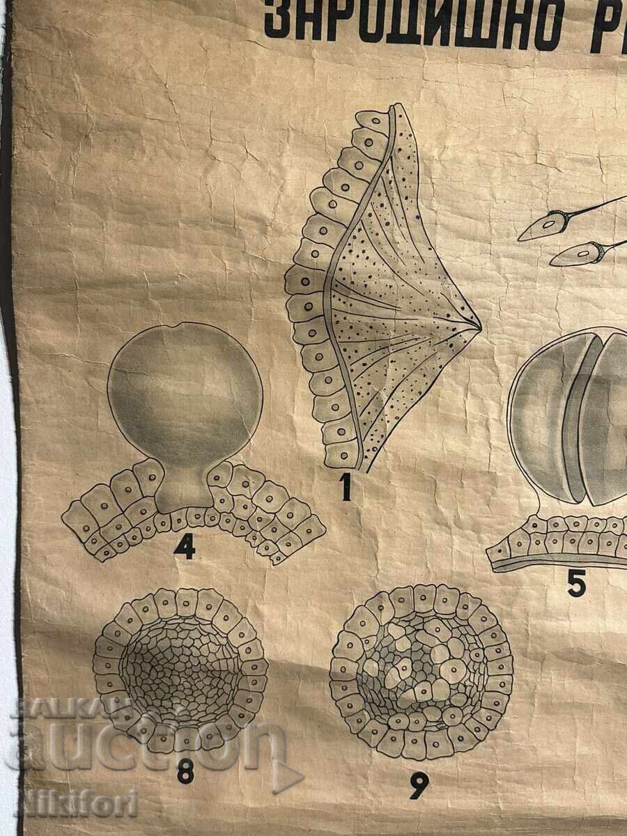 Licitație Afis didactic social Tablou Verde Hydra 1949