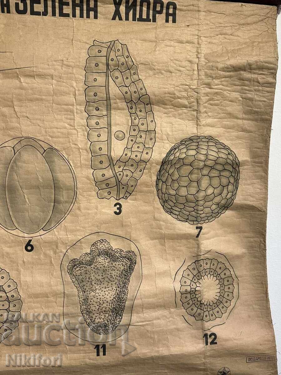 Livrarea Afis didactic social Tablou Verde Hydra 1949