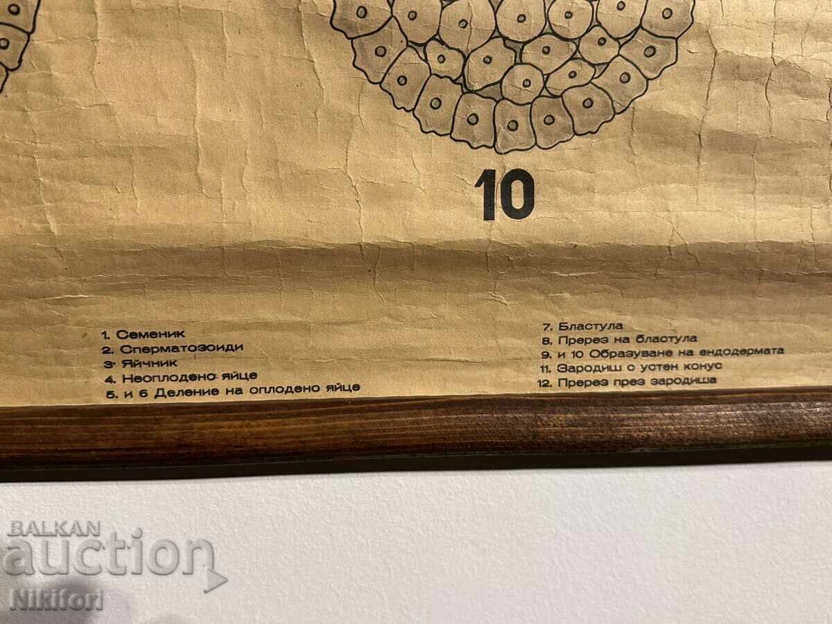 Afis didactic social Tablou Verde Hydra 1949 - 5