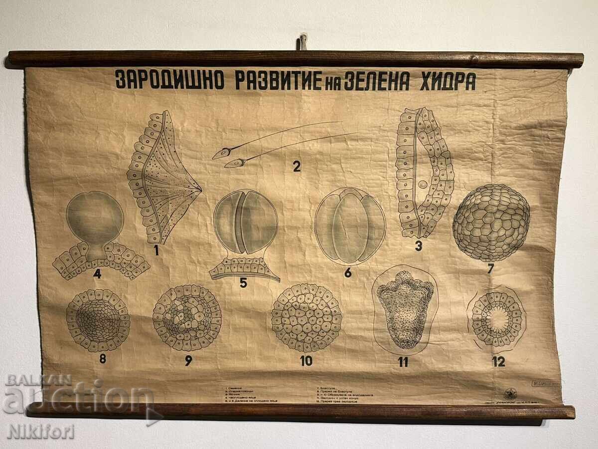 Afis didactic social Tablou Verde Hydra 1949