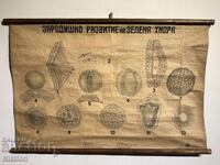 Afis didactic social Tablou Verde Hydra 1949